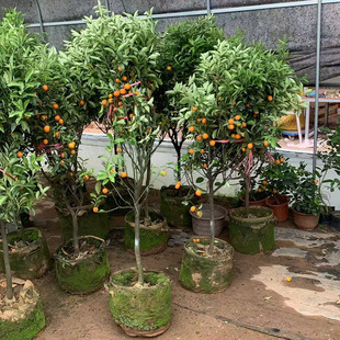 金橘桔树树苗盆栽大号老桩原盆原土发货当年结果可食用