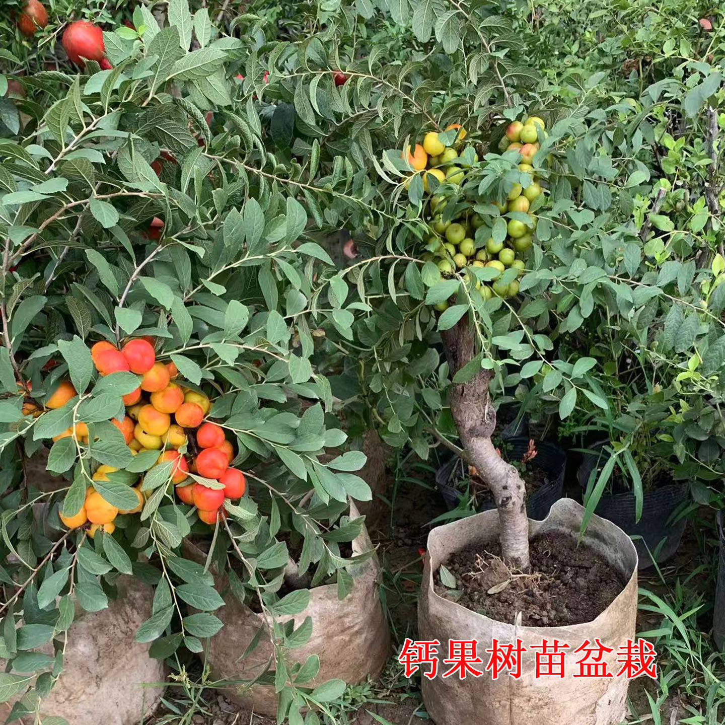 钙果树苗盆栽老桩带果原盆原土
