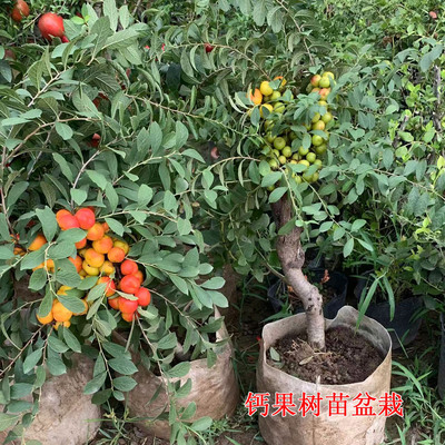 钙果树苗盆栽老桩带果原盆原土