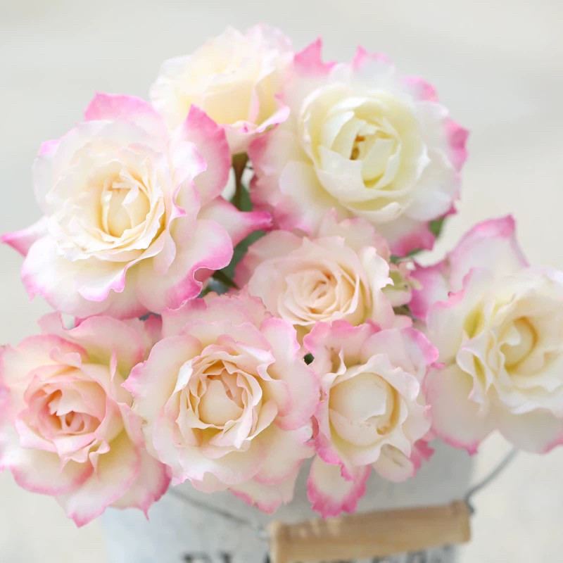 【4棵包邮】六翼天使月季扦插花苗河本天使系列庭院四季阳台花卉