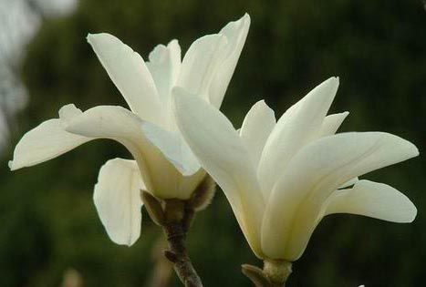 优果儿白兰花鲜花饱和纯露补水亮肤抗氧化抗衰100ML