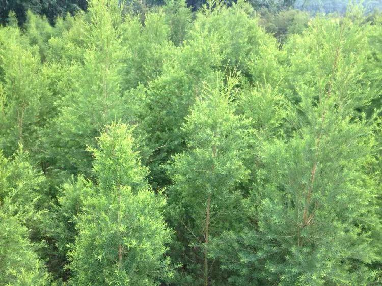 优果儿澳洲茶树饱和纯露杀菌消yan收敛平衡油脂促进100ml