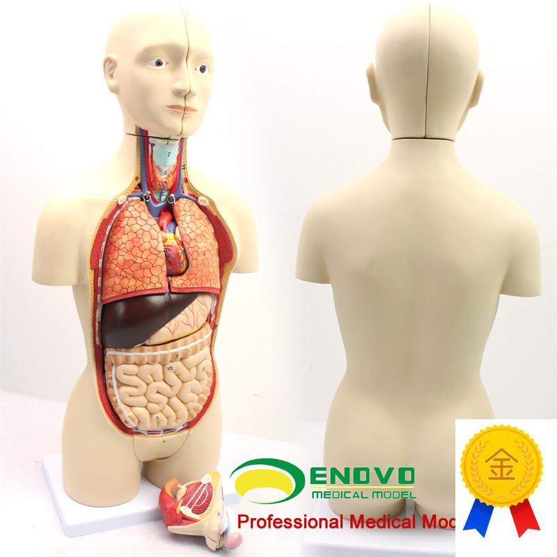 ENOVO颐诺版中型医学人体器A官解剖模型青少年男女双性版内脏器官