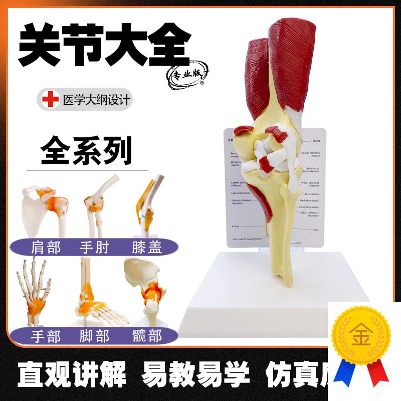 人体关节模型骨骼模型q手脚关节髋关节膝关节肘关节附带肌肉韧带