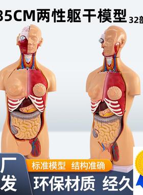 85CMa两性躯干模型解剖器官结构造医学可拆32件人体内脏解剖男女
