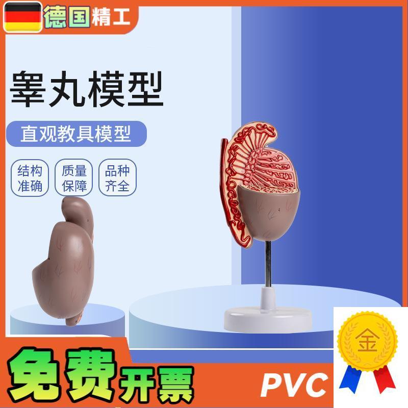 德国】男性人体生殖器s官系统解剖模型生殖泌尿科教学睾丸模型