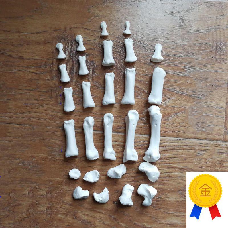 康泰医学模型散装手骨游离腕骨医用F解剖教学工艺美术服装设计道