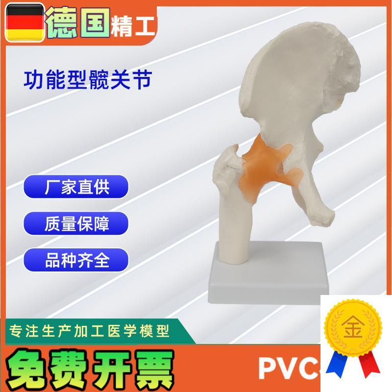 功能型髋关节模型人体骨M骼模型教学模型