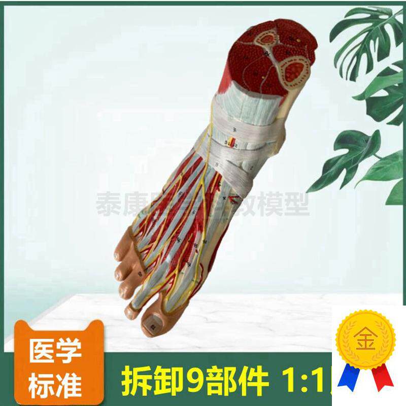 脚解剖模型f足底肌可拆卸踝关节胫腓骨肌肉筋膜韧带关节骨骼