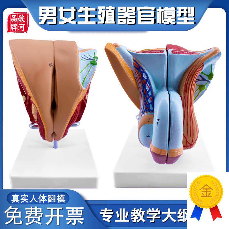 政河男女性生殖器官结构解剖模型可拆F装5部件尿道会阴构造教学用