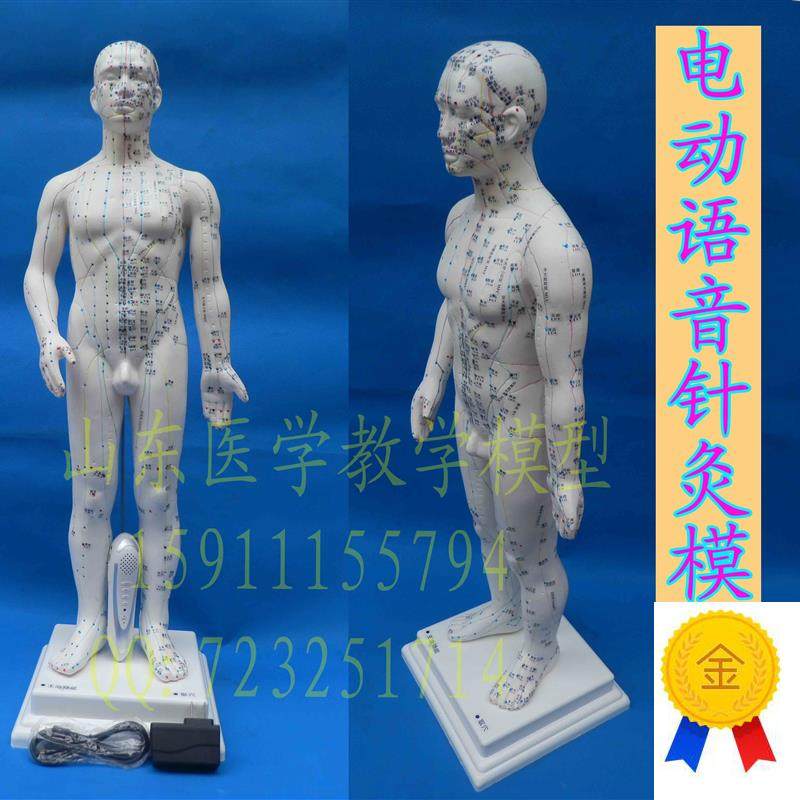 高级智能语音点j读人体穴位模型正品保证语音点读人体针灸经络模