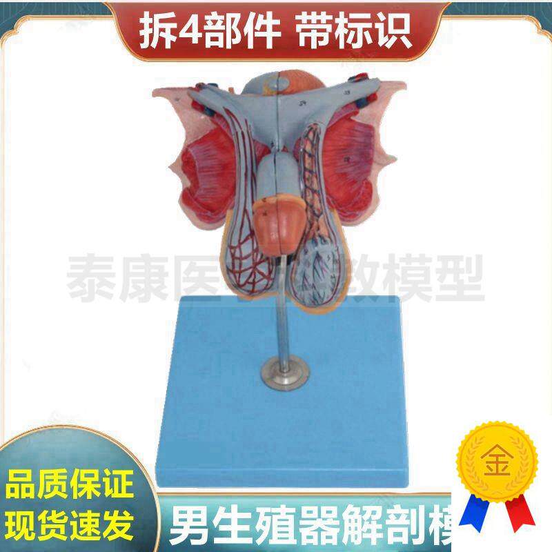 男生殖器结c构模型内外泌尿道前列腺膀胱睾丸盆腔器官肌肉男科医