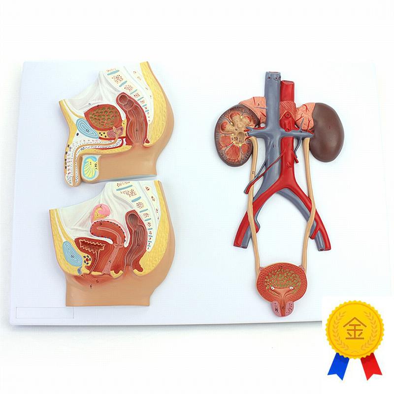 ENOVO颐诺医学用人体泌尿生殖系统模型男女泌尿生W殖解剖结构模型
