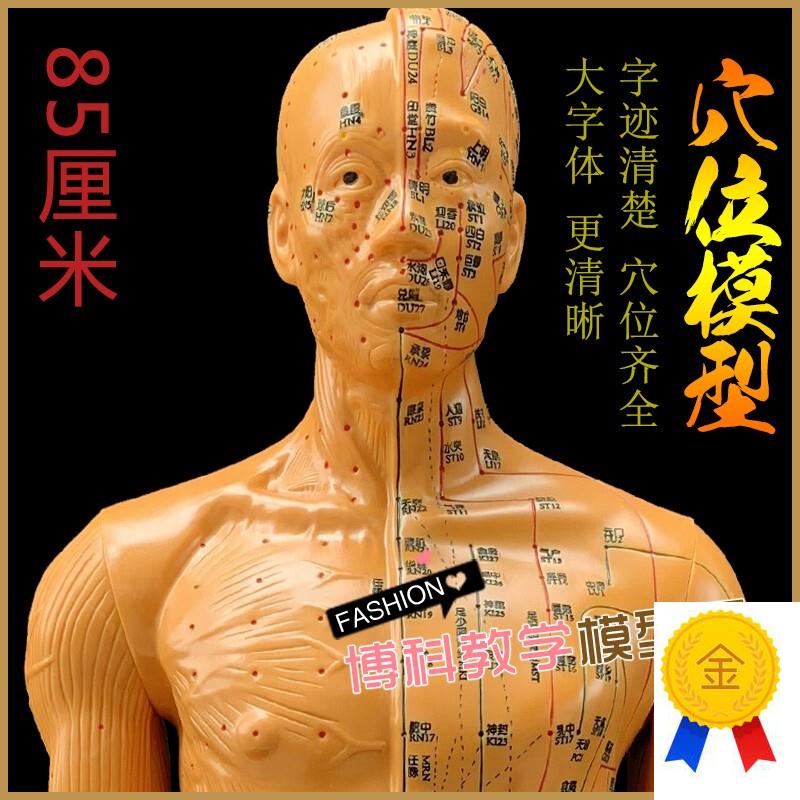 中医针灸穴位图人体模型教学85男全身十二经络小皮人W针灸穴位模