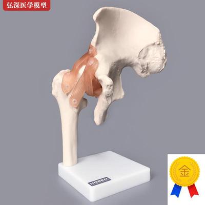 髋关节模型髋骨骼韧带腿骨u股骨盆结构骨科人体医学教学模具教具