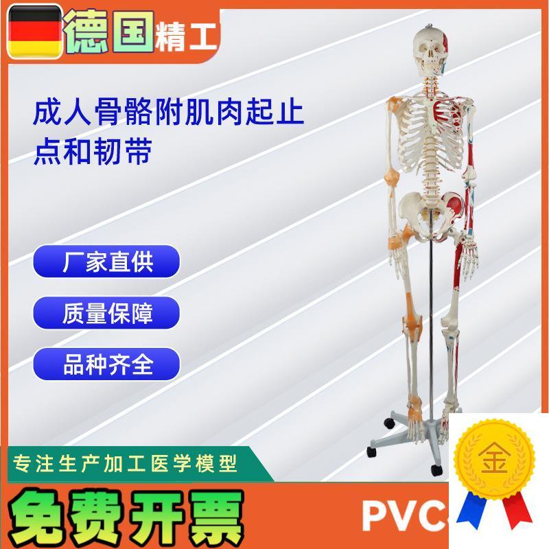 成人骨骼附肌肉k起止点和带韧带模型人体骨骼模型教学模型