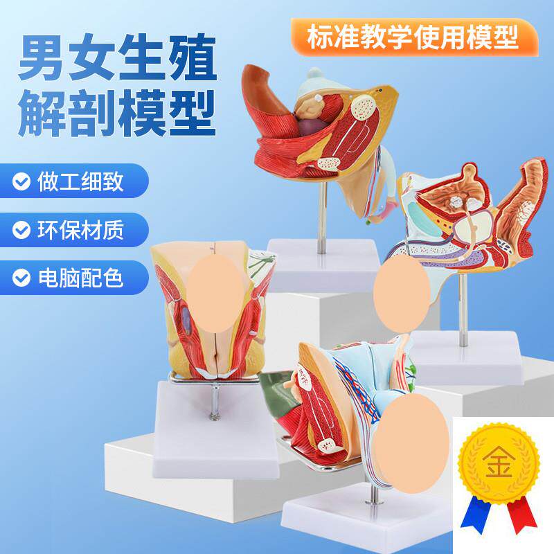 男性内生殖病理模型男病变生z殖解剖模型男泌尿系统疾病模型