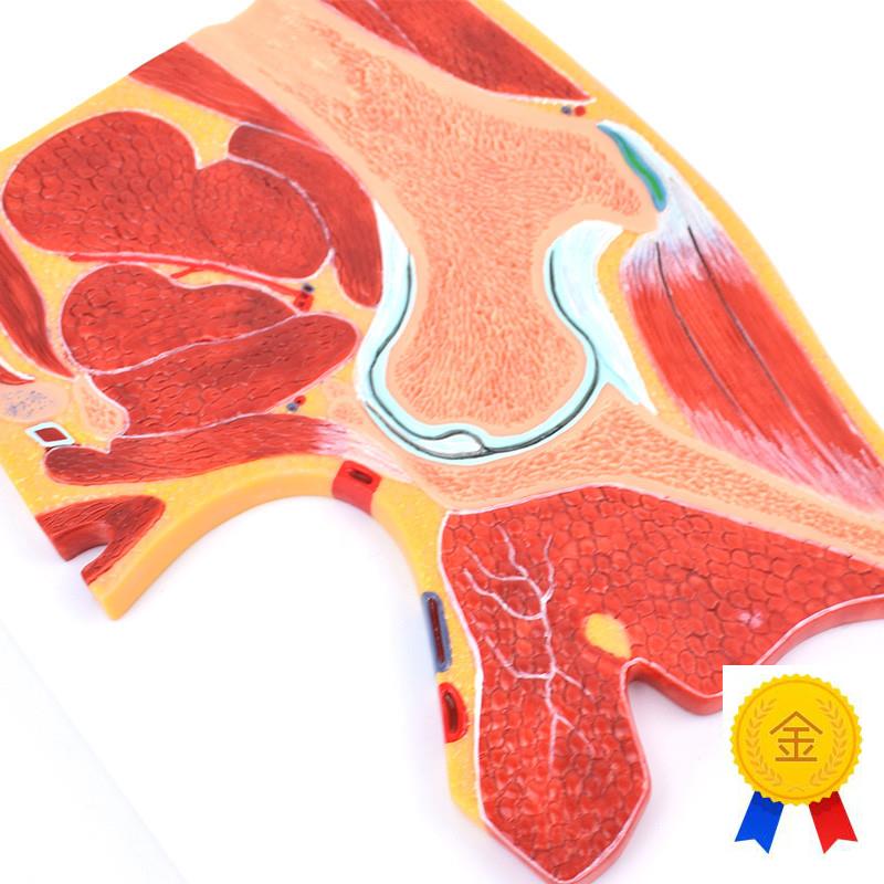 ENOVO颐诺医学解剖髋关节骨骼肌肉模型髋关节剖面S髋关节构造MRI