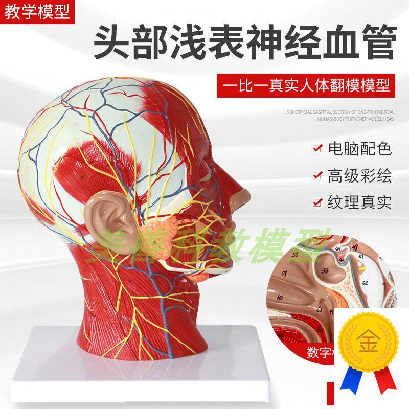 人体头面部附脑血管神经r模型颈部解剖学面部神经血管肌肉结构模