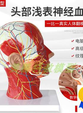 人体头面部附脑血管神经r模型颈部解剖学面部神经血管肌肉结构模