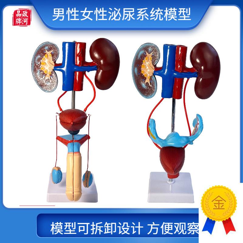男性女性泌尿生殖系统模型膀胱输尿管肾脏解M剖模具结构造立体教
