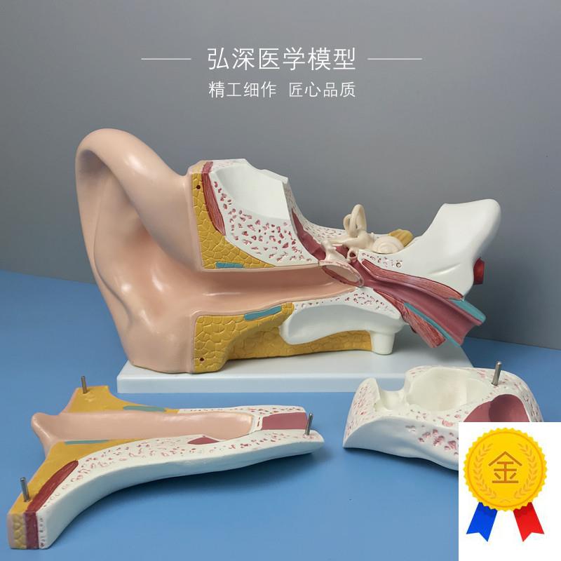 耳朵放大模d型五倍耳道人体器官解剖结构儿童教学模具弘深医学模