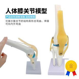 人体膝关节功能模型半月板交叉韧带活动膝盖骨髌V骨骨骼教学模型