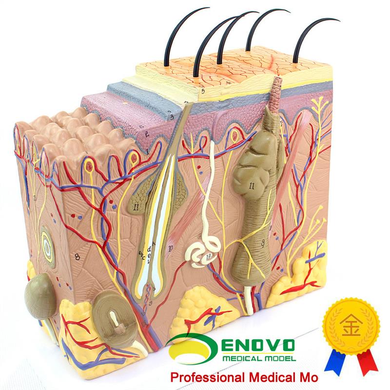 ENOVO颐e诺放大版人体皮肤组织结构解剖模型美容微整教学展示演示