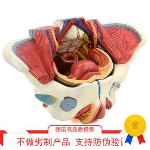 ENOVO颐诺女性骨盆腔盆底肌肉群D盆底肌模型血管神经生殖系统子宫