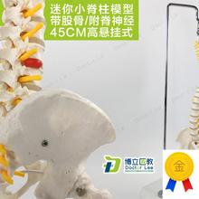 教学45CM迷你人体小脊柱带骨盆股骨模型带神经骨U架脊柱脊椎模型
