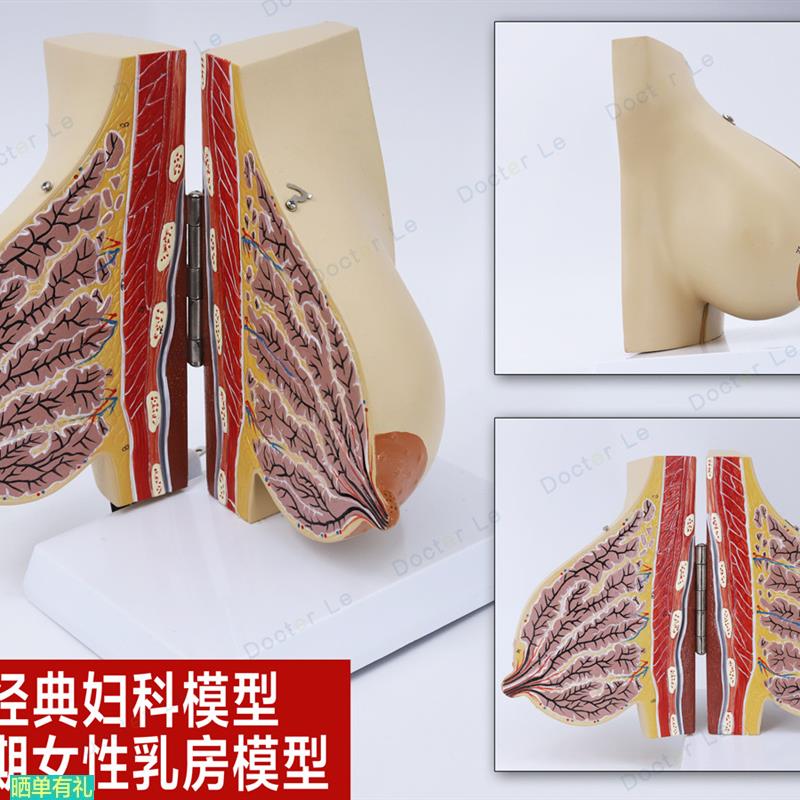 女性妊娠期哺乳期乳房模型乳腺解剖妇产科 丰胸美容教学教具生育