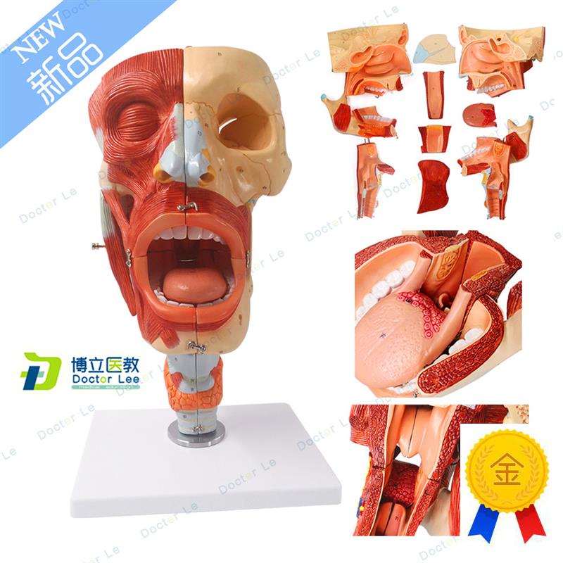 鼻口咽喉腔模型舌头颈部喉腔肌肉神D经血管耳鼻喉专科解部声乐教