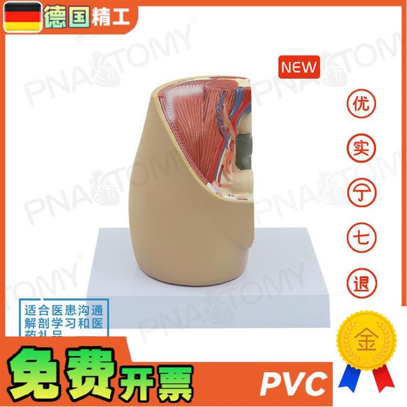 德国】成人女性矢状解剖模型w生殖系统盆底肌女盆腔子宫膀胱妇科