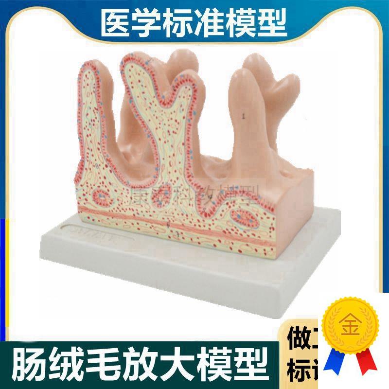 肠绒毛模型消化道结构小肠内壁黏膜肠J壁放大医用解剖教学组织