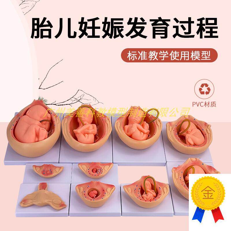 自然大妊b娠胚胎发育过程模型人体胚胎发育怀孕十月胎儿10件套