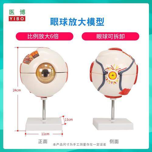 医博人体眼球模型眼睛眼球结构解刨模型放w大6倍医用人体眼球模型