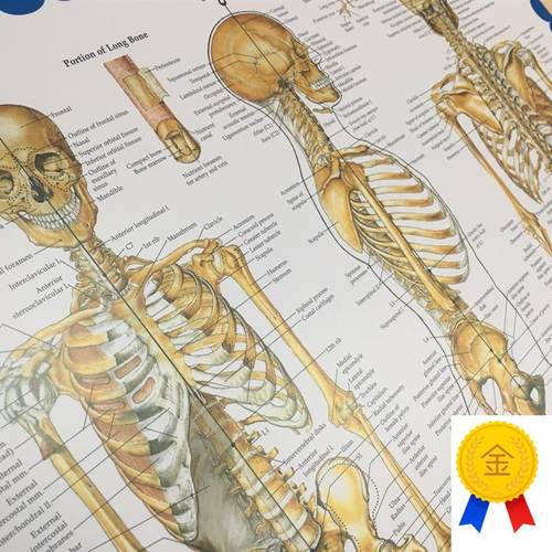 专业医学高端教学艺术骨骼挂图骷髅壁画L人体结构解剖图谱骨科