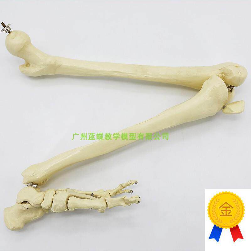 仿真人体下肢骨j骨骼模型脚关节膝关节尺骨桡骨大腿骨手臂骨头