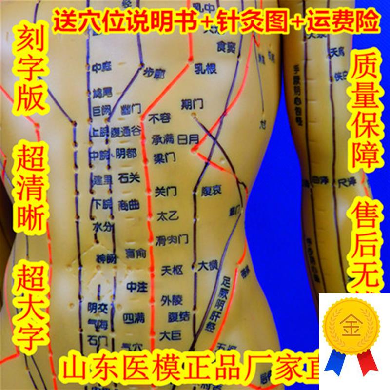人体铜人中医针灸模型经络模型人体经G络模型经络穴位模型人体穴