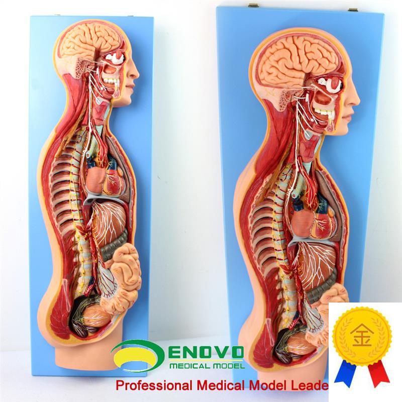 ENOVbO颐诺人体医学交感神经系统模型脊柱内脏关系胸外科解剖自主