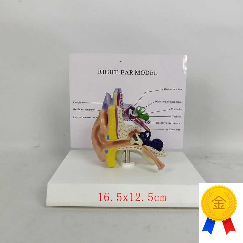 耳朵解剖模型耳蜗鼓膜听小w骨外耳道咽鼓管耳科耳鼻喉科教具