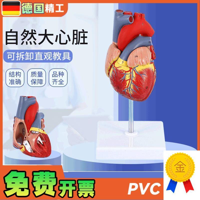 德国】1比e1人体自然大心脏解剖模型B超彩超心内科器官教学数字标