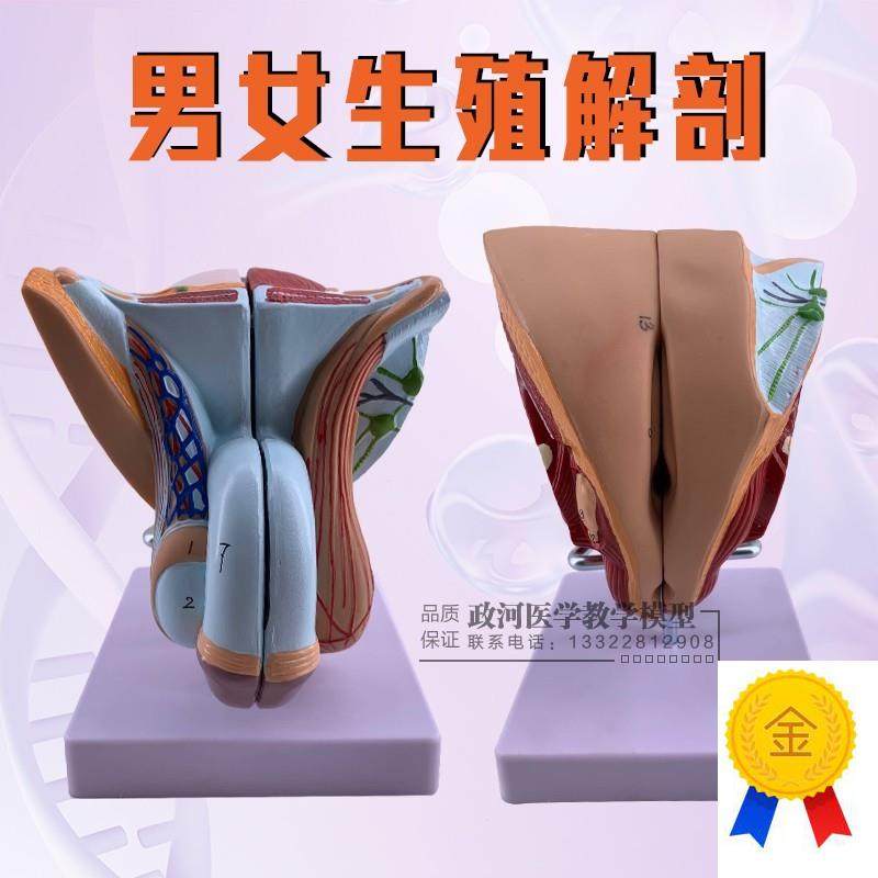 教学仿真男性生殖器泌尿系统标y本内外生殖器睾丸解剖模型医疗教