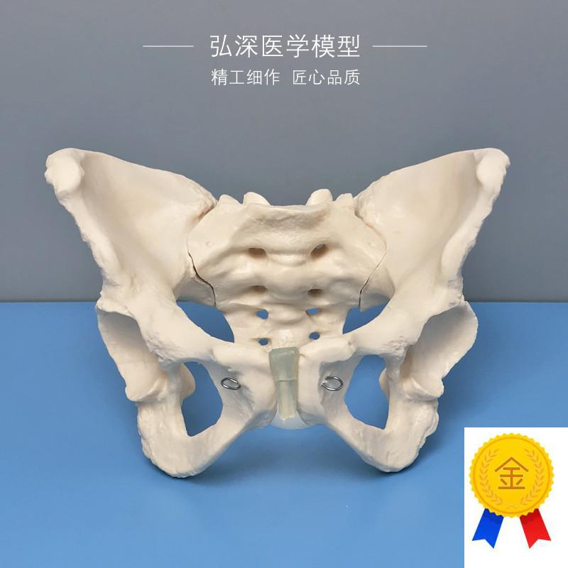 女性骨盆模型人体成人骨科u盆骨骼耻骨骶骨妇产科助产教学医学模