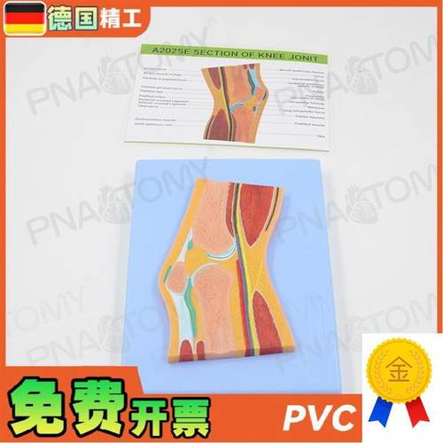德国】人体MRhI膝关节骨骼肌肉剖面构造解剖模型医学骨科疼痛科教