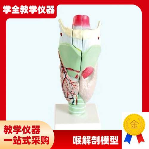 喉咙解剖咽喉模型放p大标本喉部血管甲状腺喉结头医院教学模型