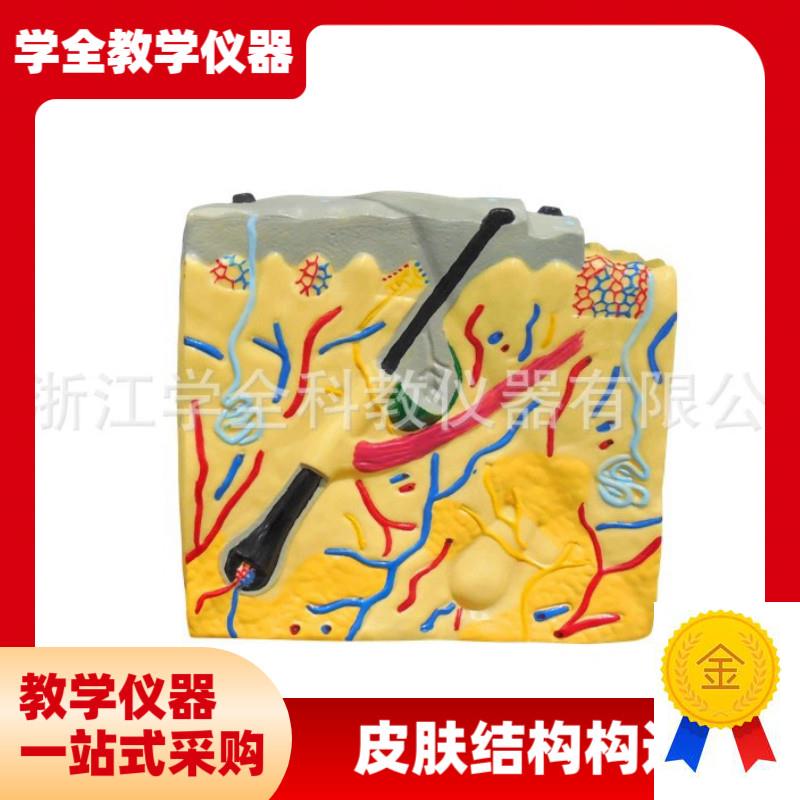 皮肤结构解剖模型平面生物医学演示教学培训科V教仪器解剖模型