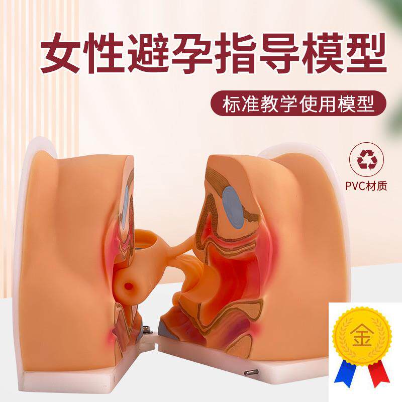 女性生殖器模型宫颈子宫外阴道卵巢妇科L检查避孕教学训练1比1