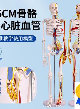 人体骨骼模型85cm带神经血管心脏模型骷髅P骨架模型椎间盘神经