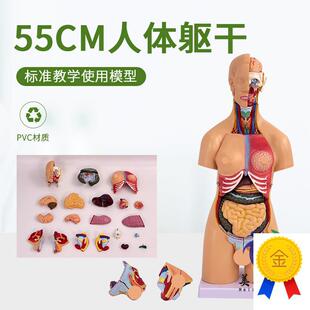 55CM人体器官身体结构解剖模型医用仿真全L身内脏拼装躯干解剖教
